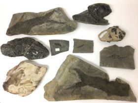 Fossil fish specimens in nodules, including a Brazilian specimen, 19cm long and others