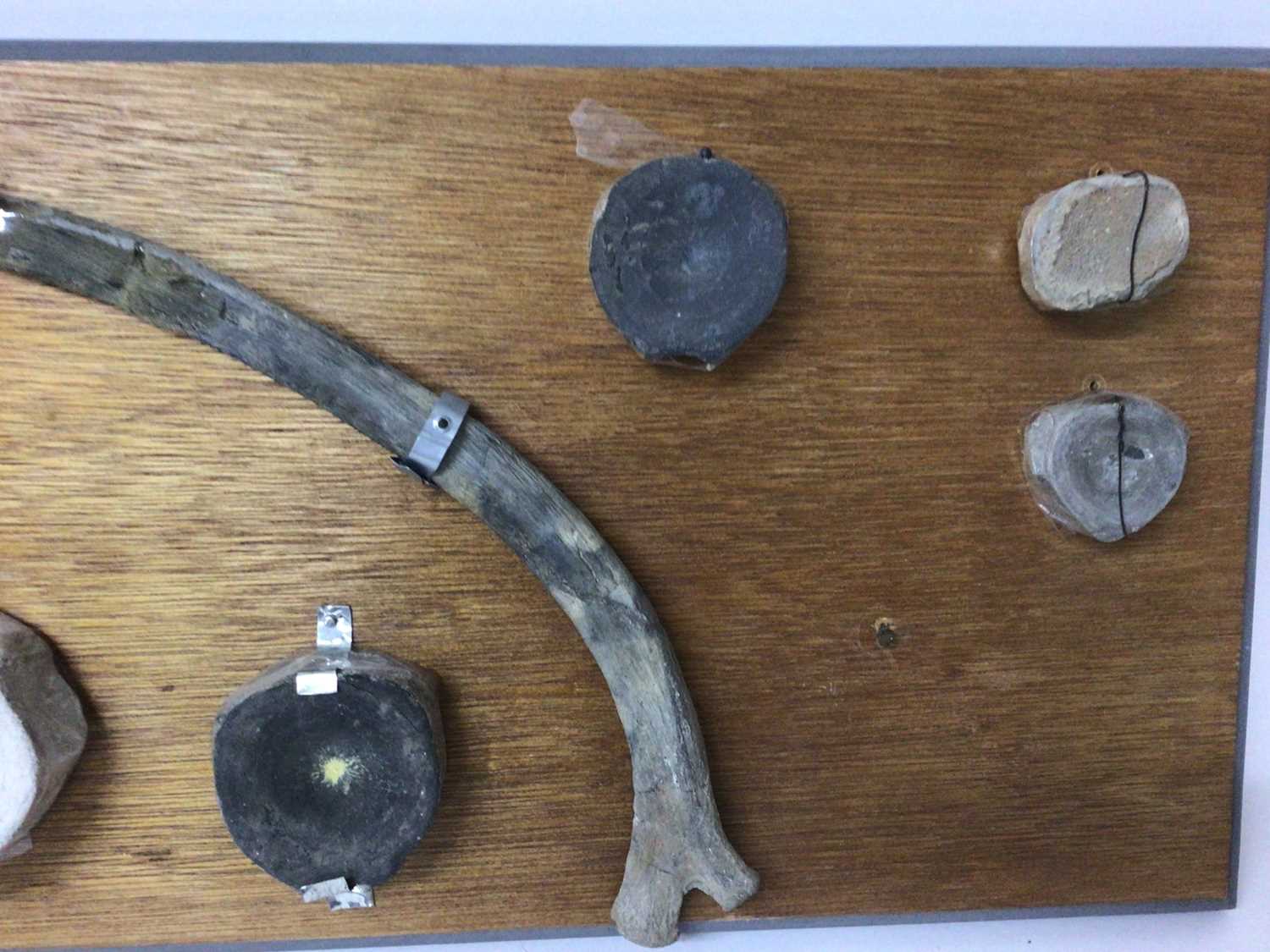 Icthyosaur specimen, comprising rib, vetebrae and paddle bones - Image 4 of 4
