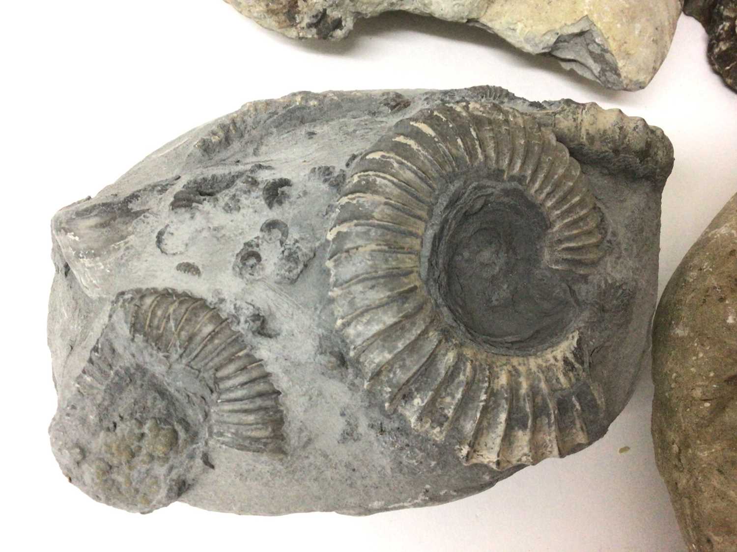 Group of specimen ammonites, the largest catalogued in pen, from Pinhay Bay, Dorset, 15.5cm wide - Image 3 of 7