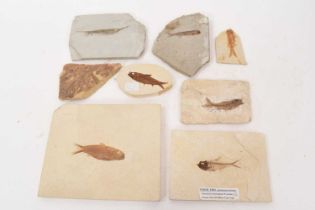 Specimen fossil fish