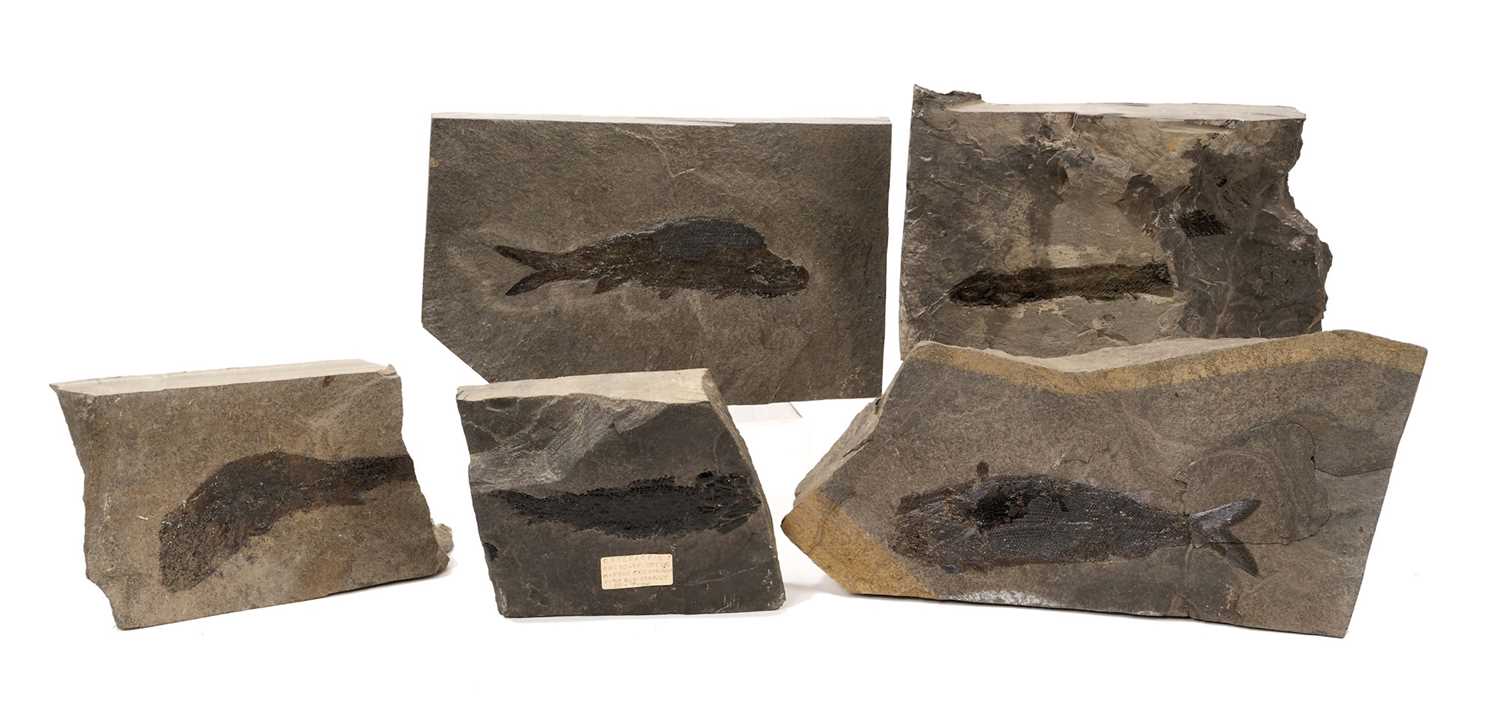 Osteolopis macrolepidotus, fossil fish specimen, Orkney