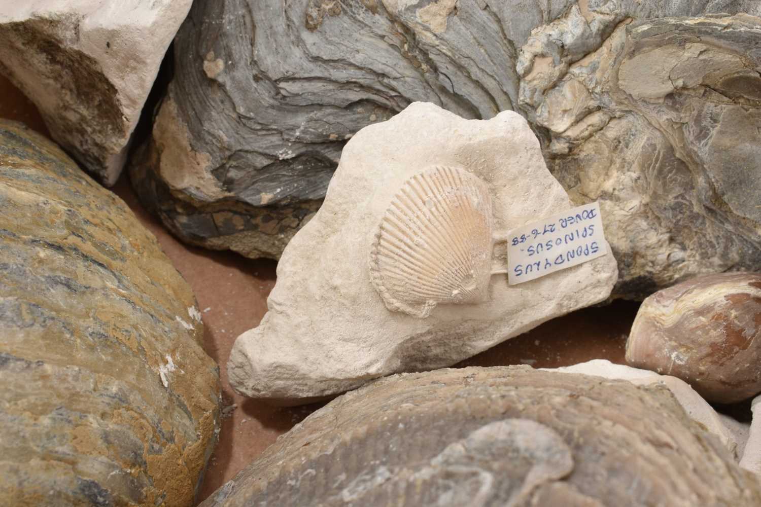 Fossil brain coral - Halysites catenularius - Image 4 of 7