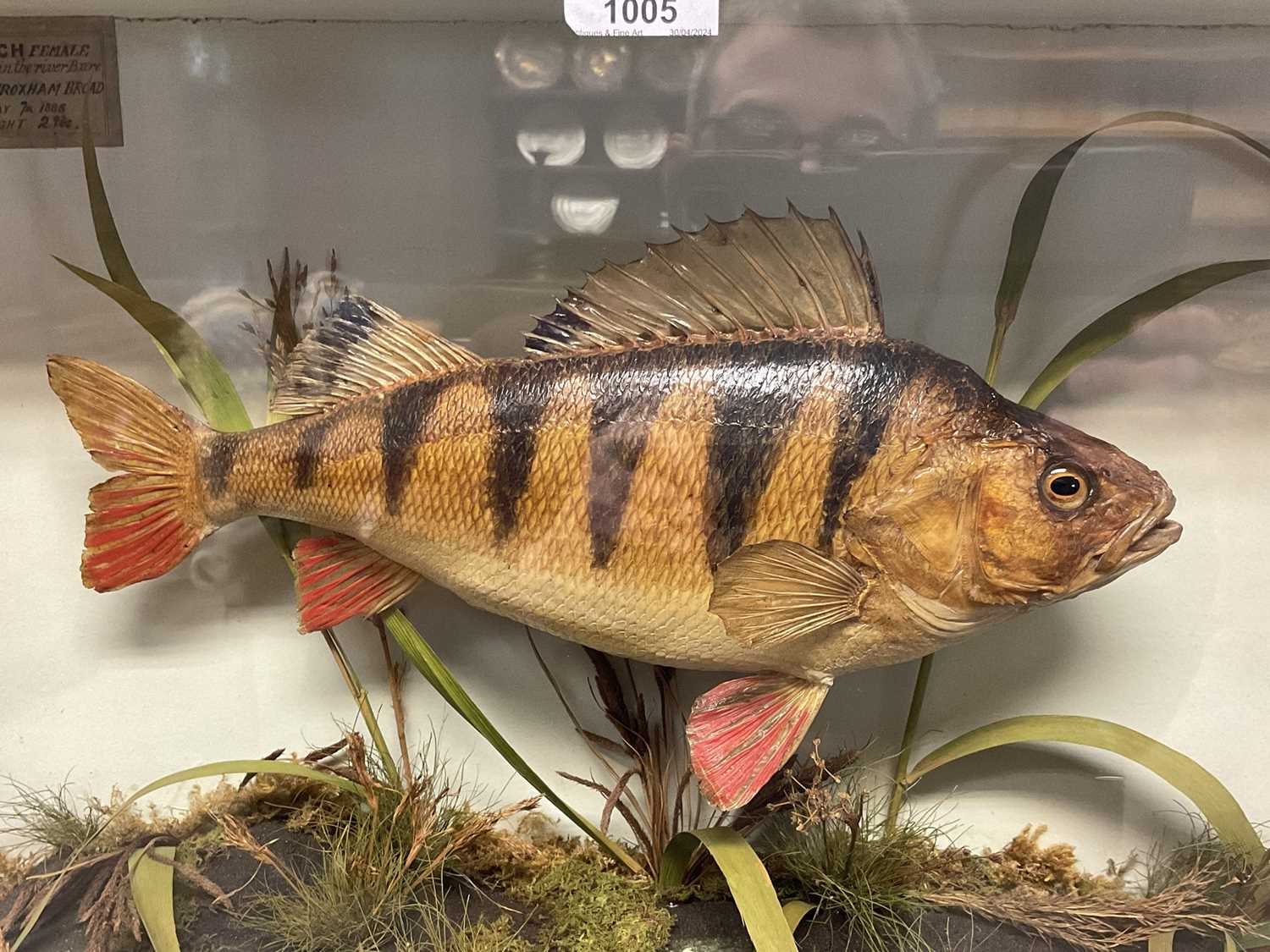 Vintage taxidermy Perch by Gunn of Norwich, specimen caught at Wroxham - Image 10 of 15