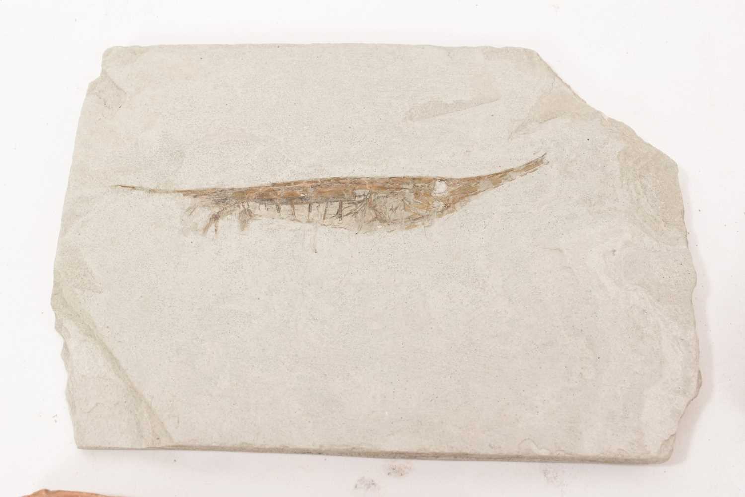 Specimen fossil fish - Image 2 of 8