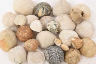 Collection of fossil sea urchins