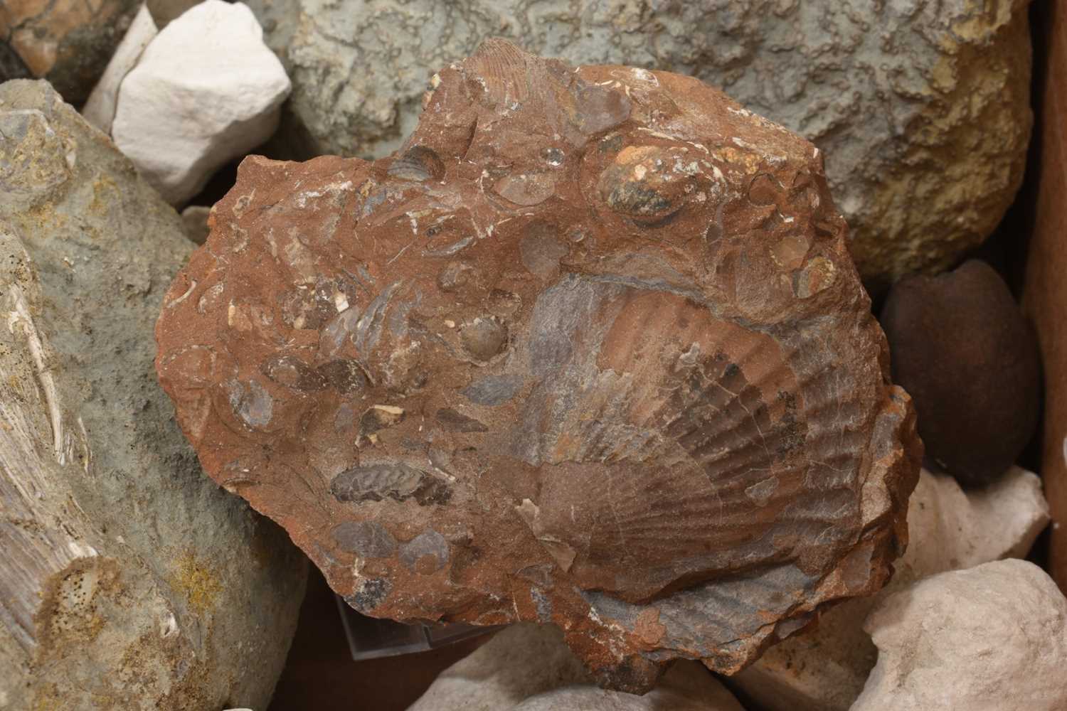 Fossil brain coral - Halysites catenularius - Image 7 of 7