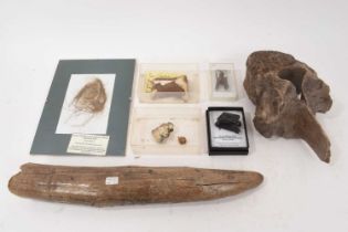 Miscellaneous fossil specimens including hippopotamus tusk, 40cm long, others