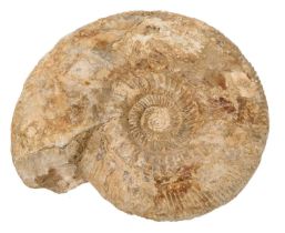 Good specimen ammonite, 20cm wide