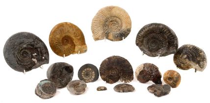 Good collection of specimen ammonites, including some with collector's labels, the largest 14cm wide