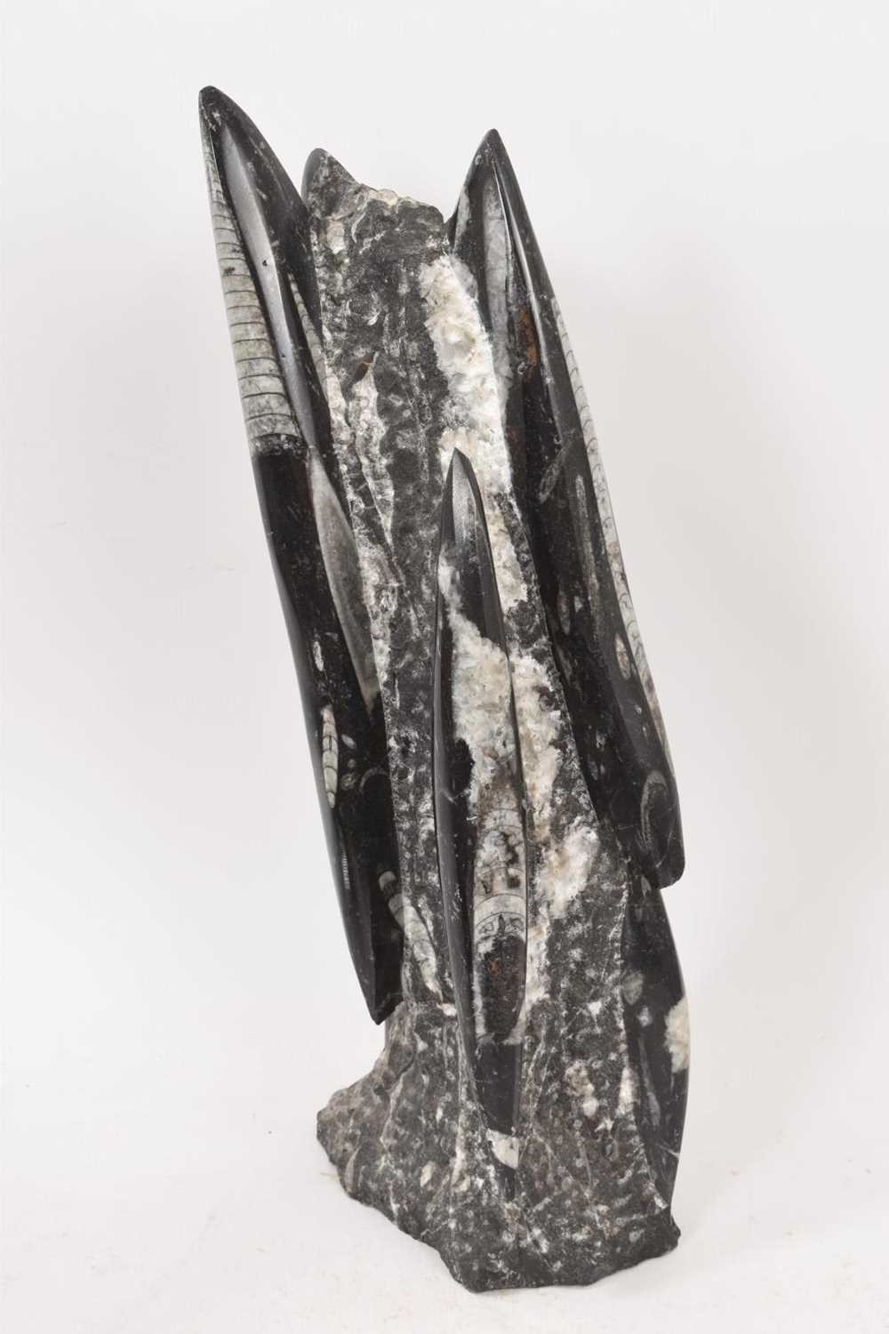 A large belemnite cluster specimen, 42cm high - Image 2 of 3