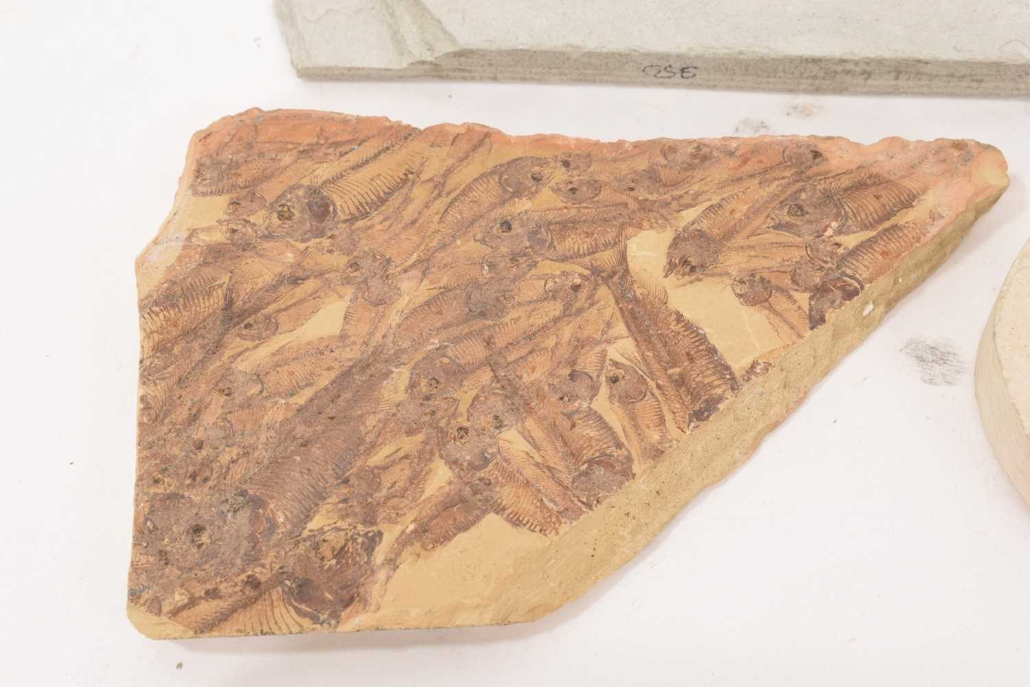 Specimen fossil fish - Image 4 of 8