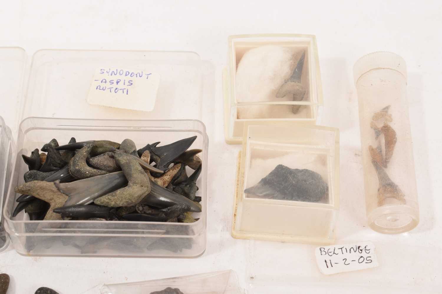 Very large quantity of fossil shark teeth and crinoids, and similar - Image 5 of 7