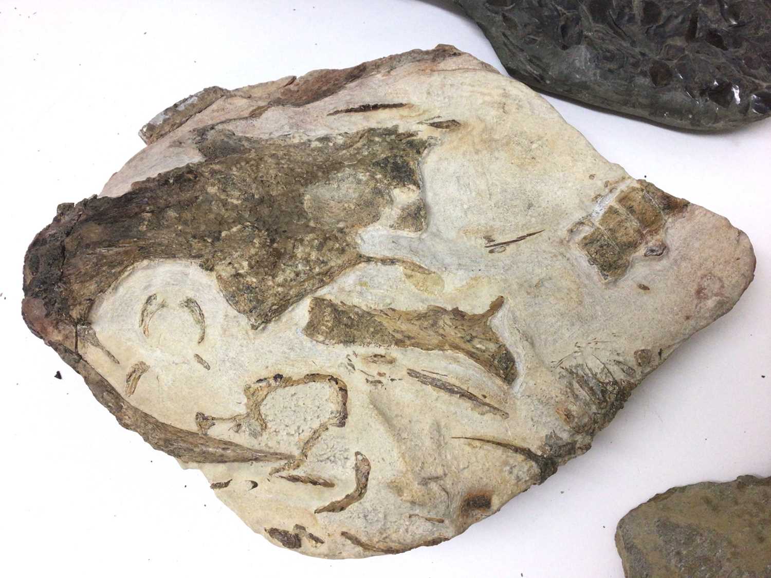 Fossil fish specimens in nodules, including a Brazilian specimen, 19cm long and others - Image 3 of 5