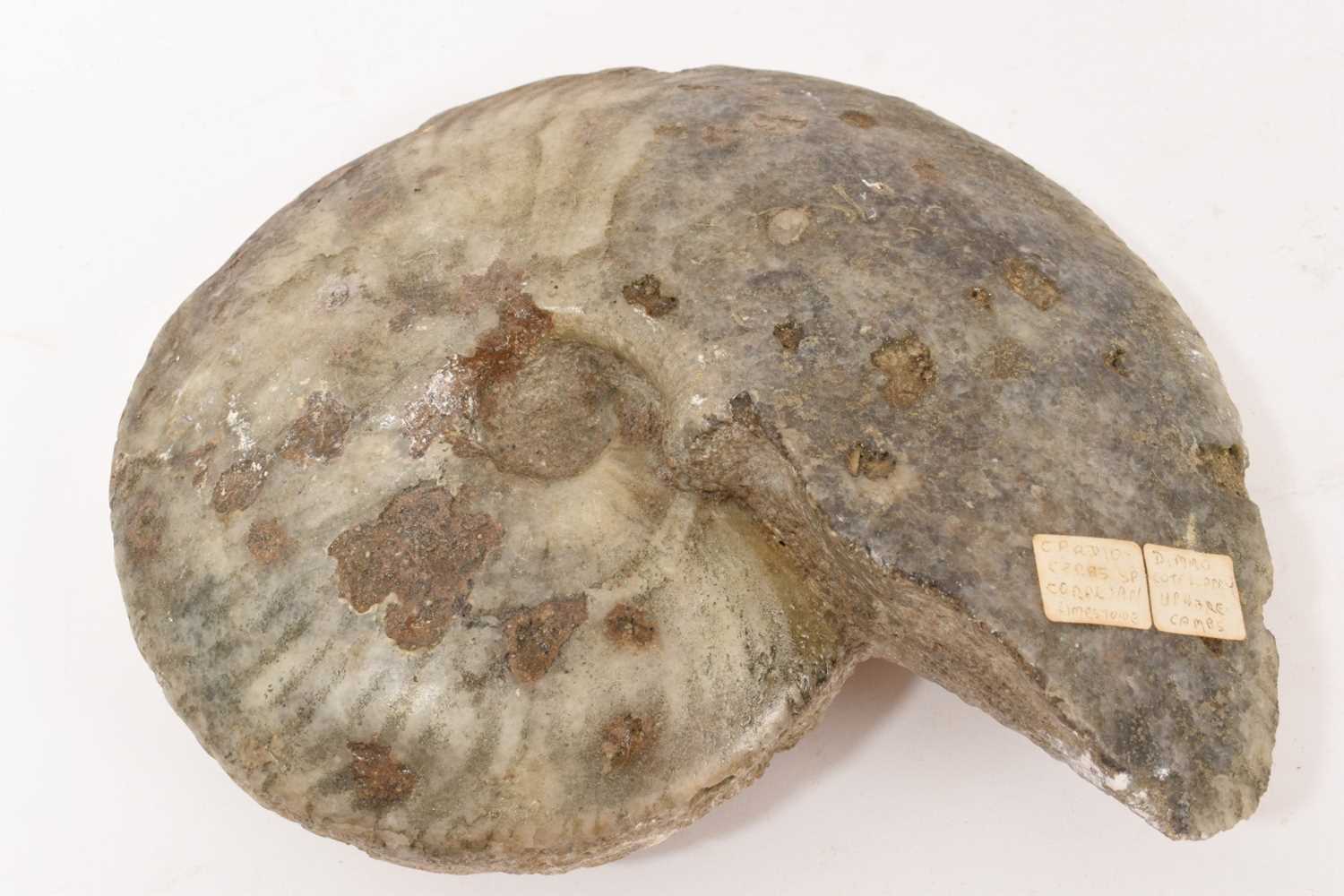 Large ammonite specimen - Cardioceras
