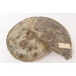 Large ammonite specimen - Cardioceras
