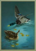 *Raymond Watson (b. 1958) watercolour and body colour - Ducks, signed, 73cm x 51cm, in glazed frame
