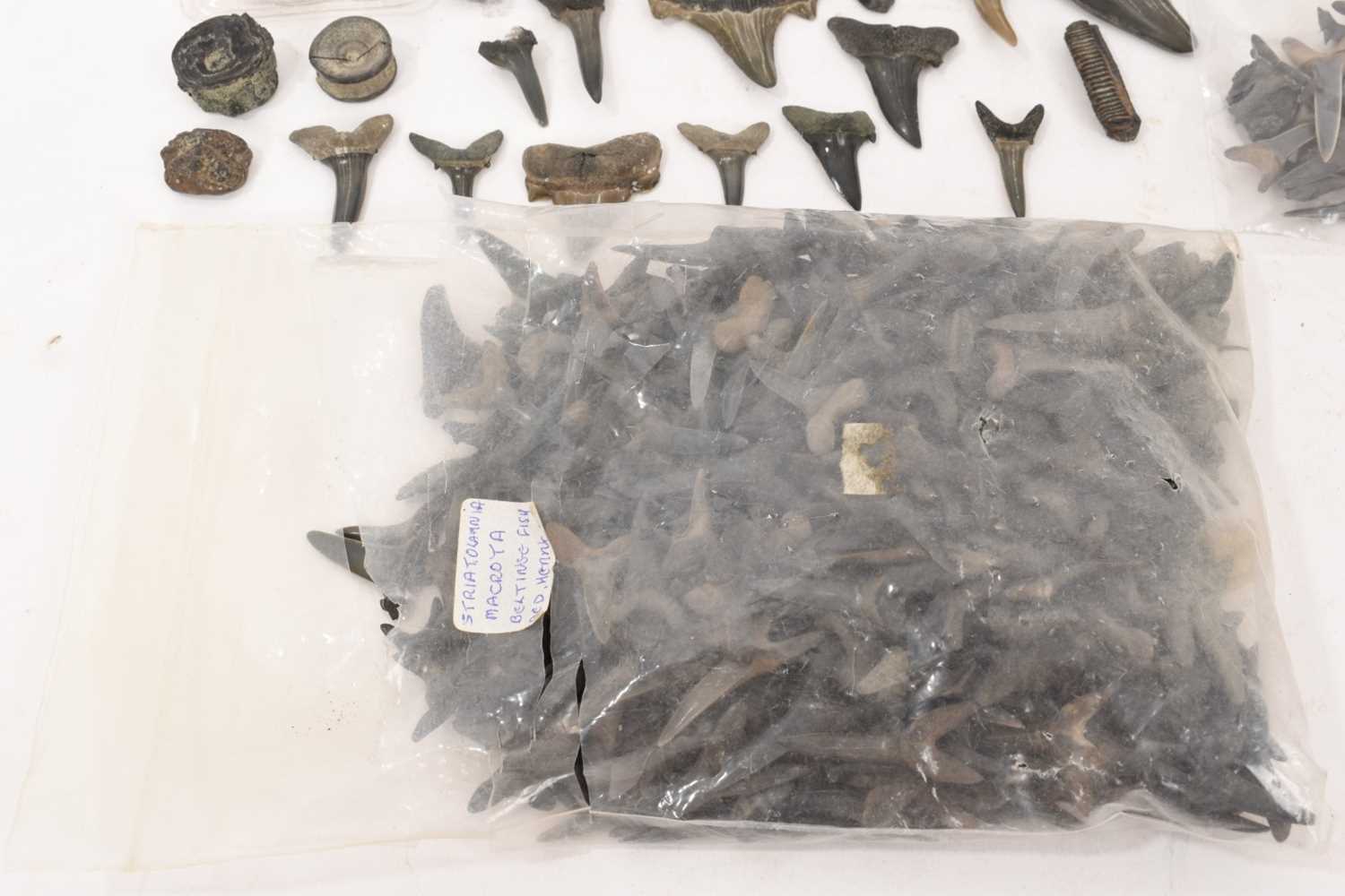 Very large quantity of fossil shark teeth and crinoids, and similar - Image 6 of 7