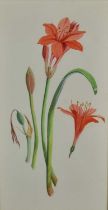 *Joan Warburton (1920-1996) watercolour - Scarborough Lily, 52cm x 27cm, titled verso, in glazed fra