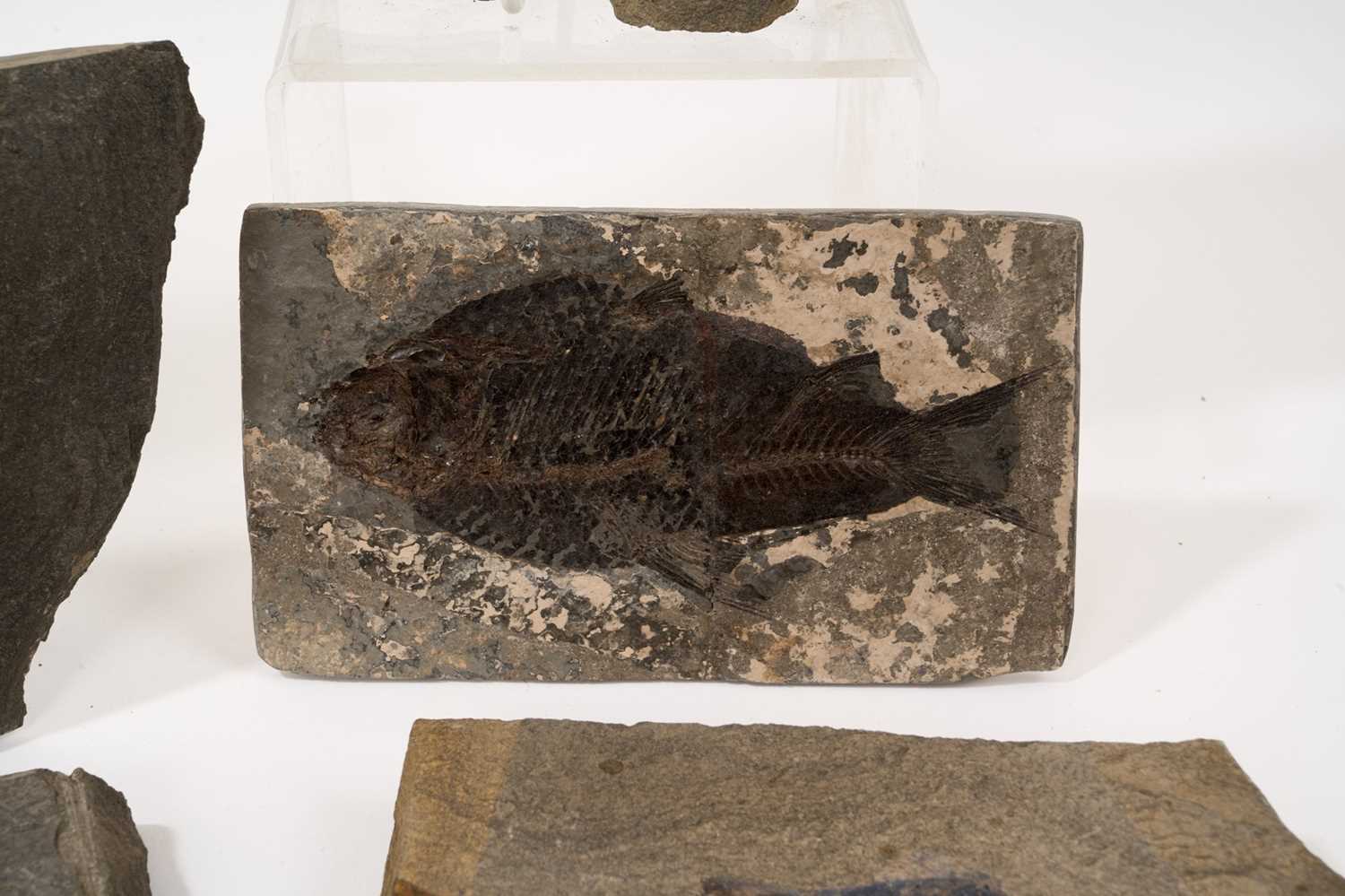 Good collection of fossil fish specimens in slate - Image 7 of 10