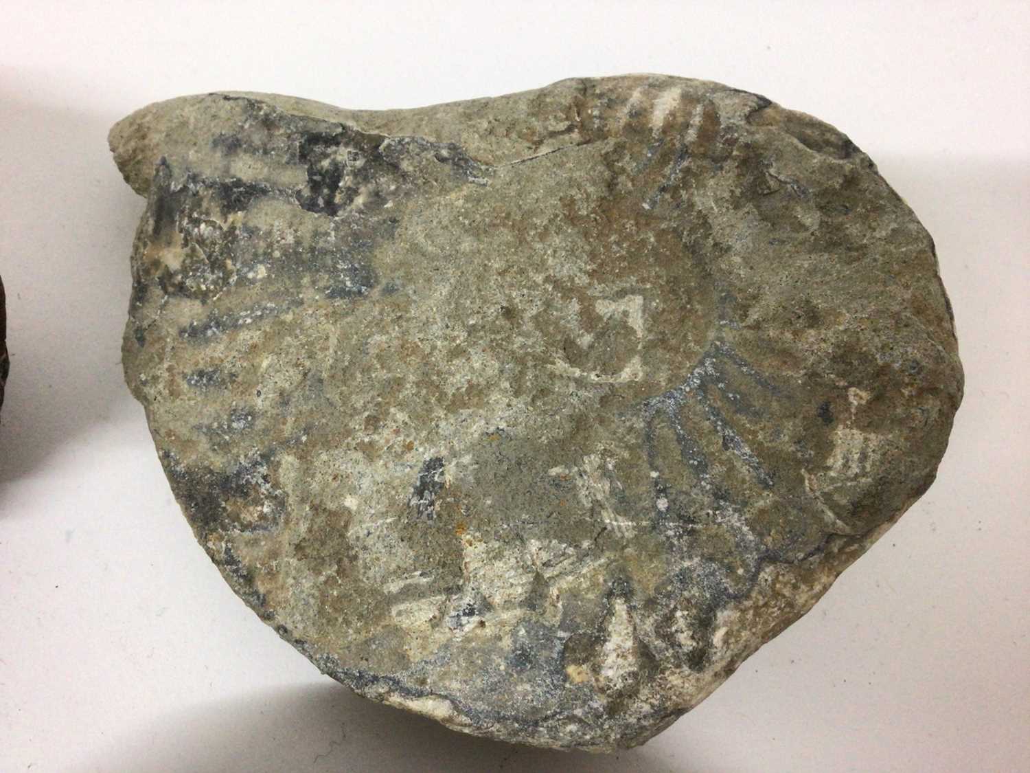 Group of specimen ammonites, the largest catalogued in pen, from Pinhay Bay, Dorset, 15.5cm wide - Image 7 of 7