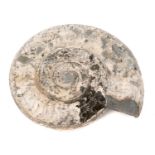 Large specimen ammonite - Hildoceras