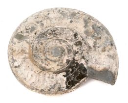 Large specimen ammonite - Hildoceras