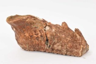 Large mammoth molar, total length 27cm