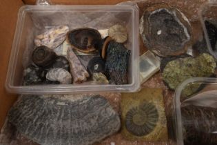 Mineral specimens and fossils