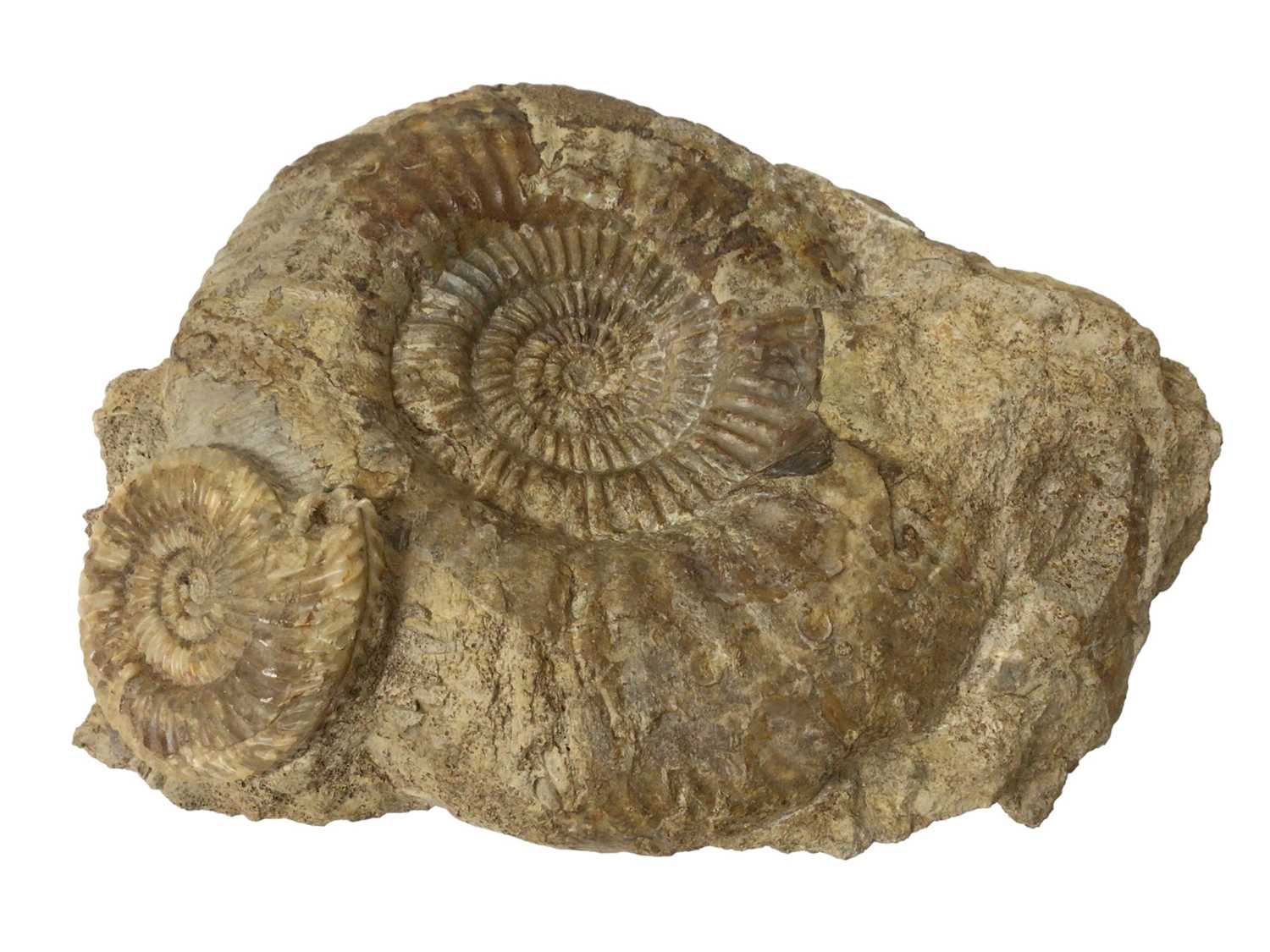 Three good ammonite cluster group - Image 2 of 7