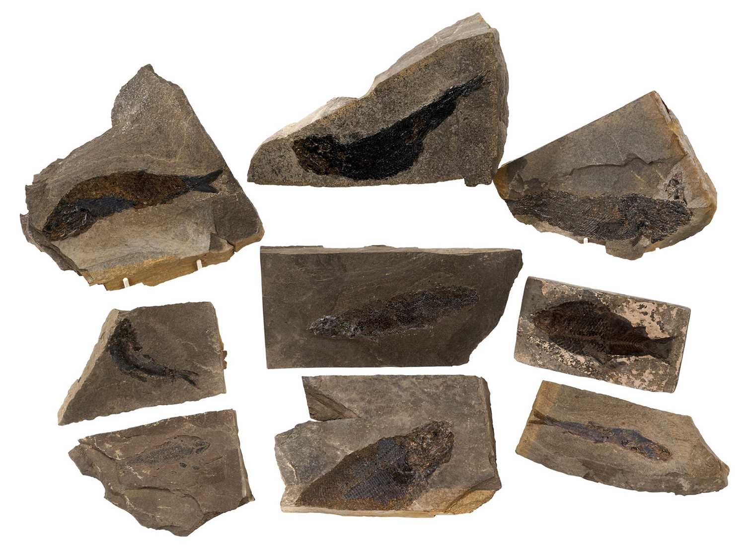 Good collection of fossil fish specimens in slate