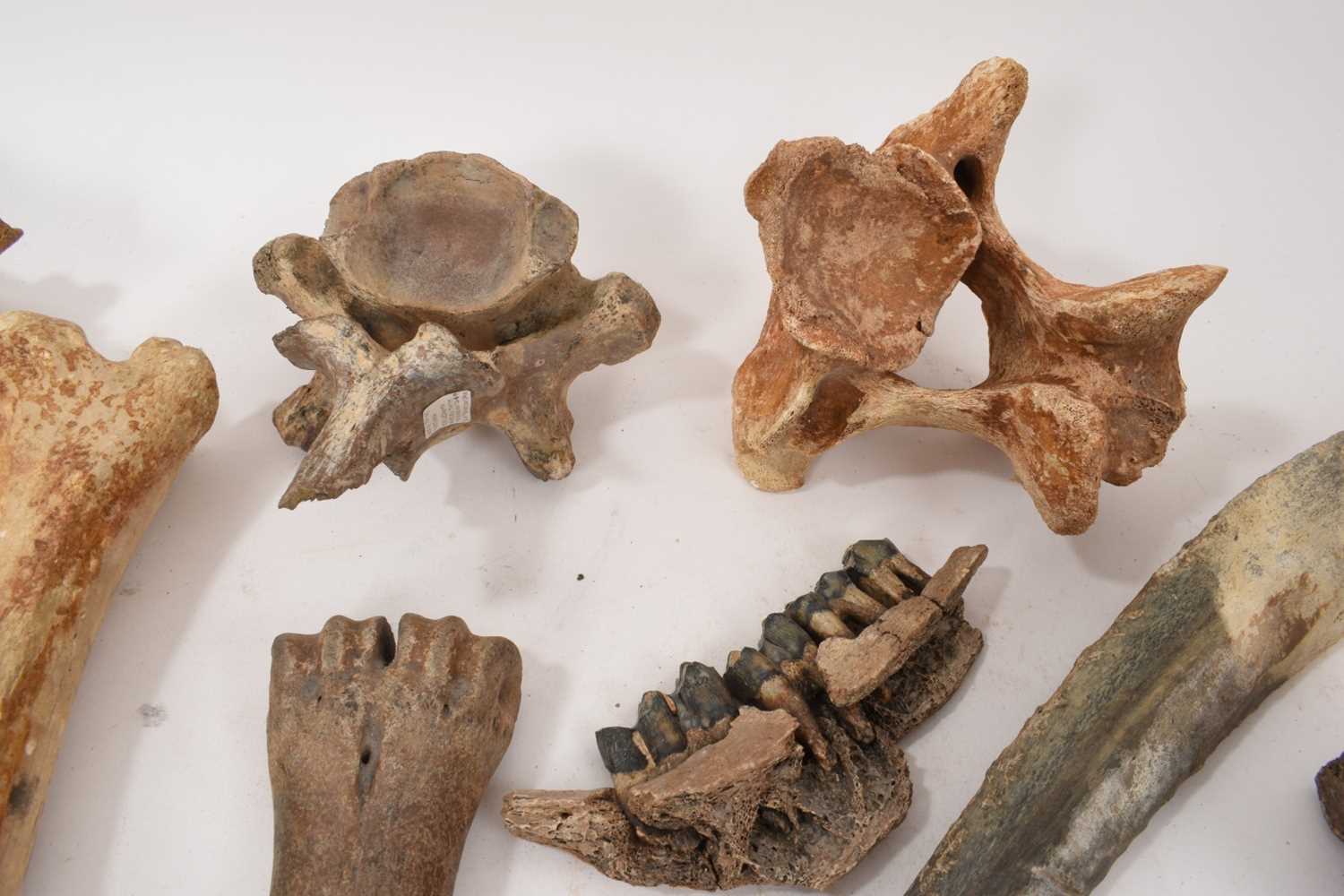 Ice age fossils, including cave bear jaw, others - Image 3 of 4