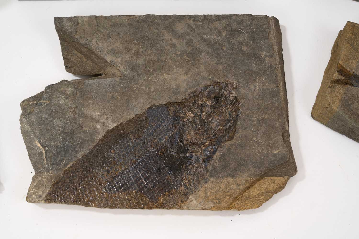 Good collection of fossil fish specimens in slate - Image 9 of 10