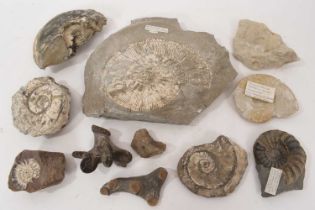 Ammonite specimen - Kosmoceras, with collector's label, and others