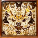 Glazed case of butterflies