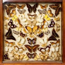 Glazed case of butterflies