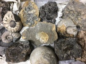 Good collection of ammonite specimens including conglomerates, the largest single specimen 11cm wide