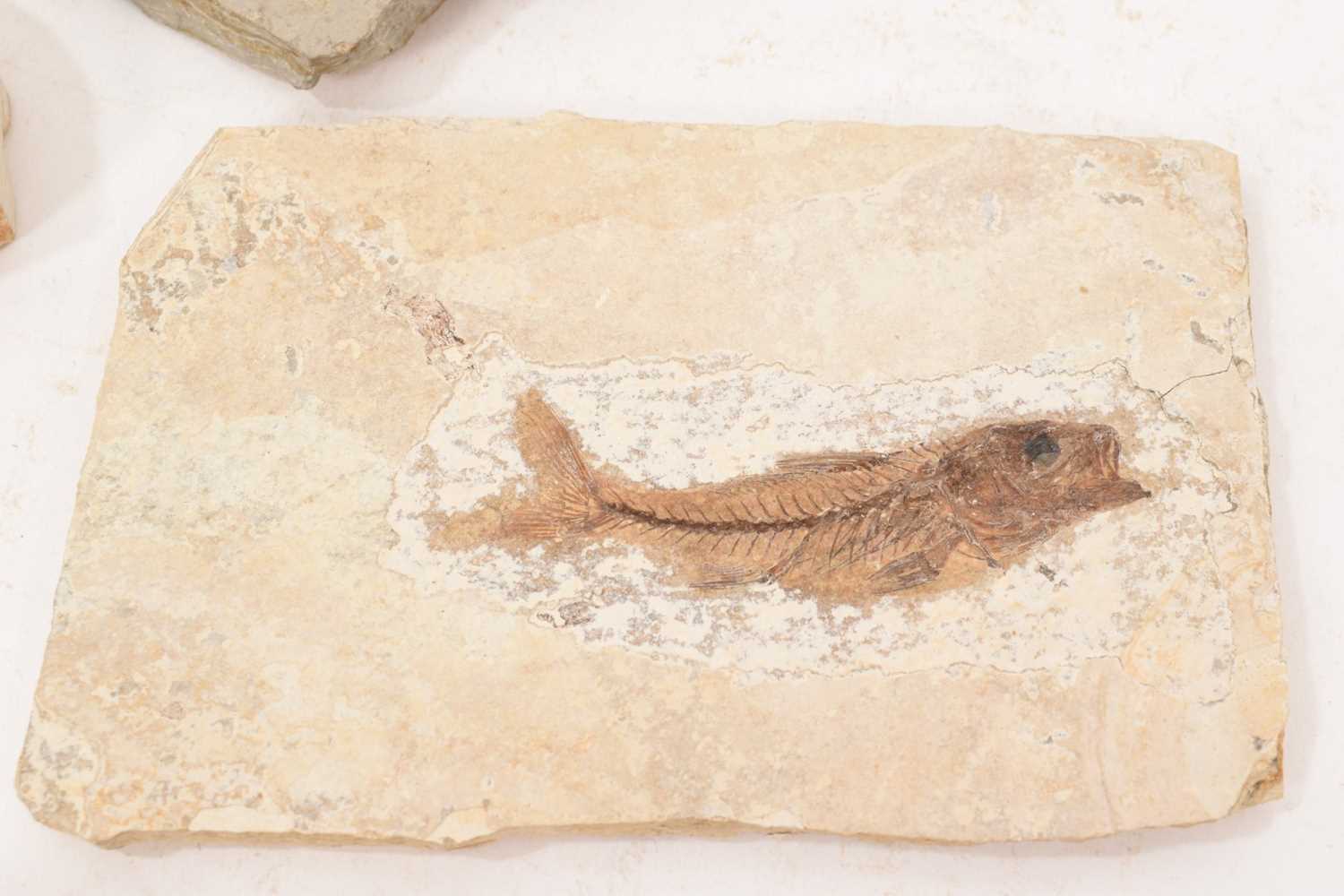 Specimen fossil fish - Image 8 of 8