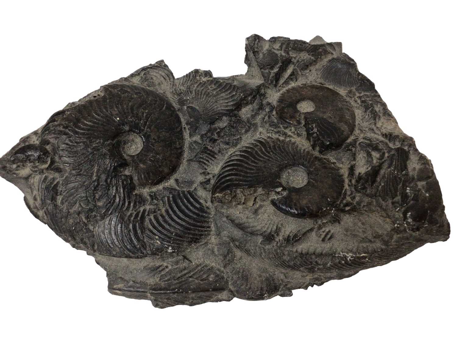 Three good ammonite cluster group - Image 4 of 7