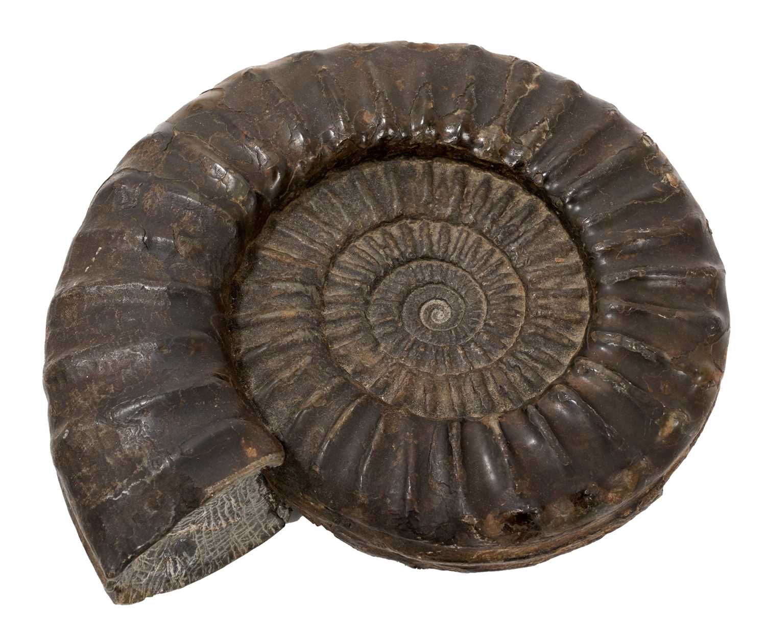 Fine specimen ammonite