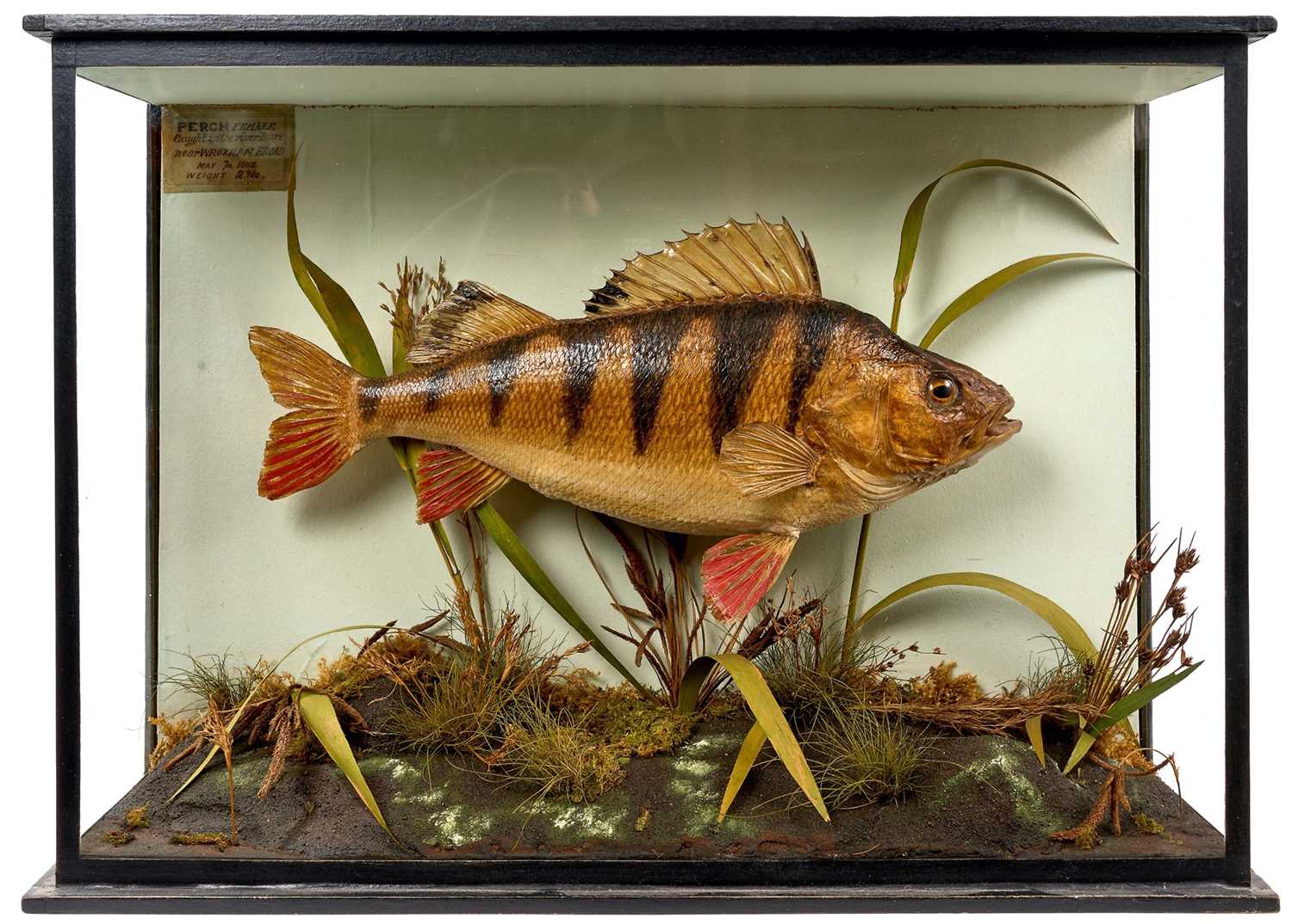Vintage taxidermy Perch by Gunn of Norwich, specimen caught at Wroxham