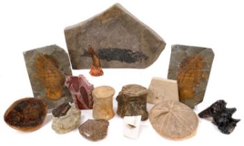 Collection of fossils, including trilobites, starfish, fossil fish, 19cm long, mastodon teeth, croco