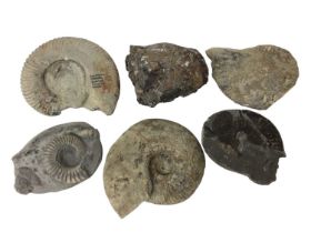 Group of specimen ammonites, the largest catalogued in pen, from Pinhay Bay, Dorset, 15.5cm wide