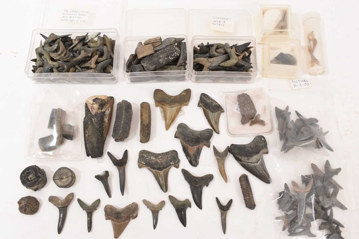 Very large quantity of fossil shark teeth and crinoids, and similar