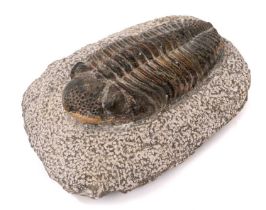 Large trilobite specimen, the trilobite 12.5cm long