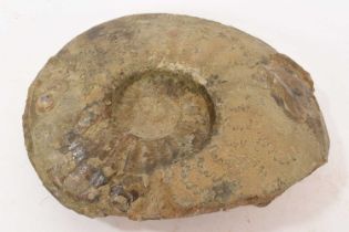 Large ammonite specimen, 25cm wide