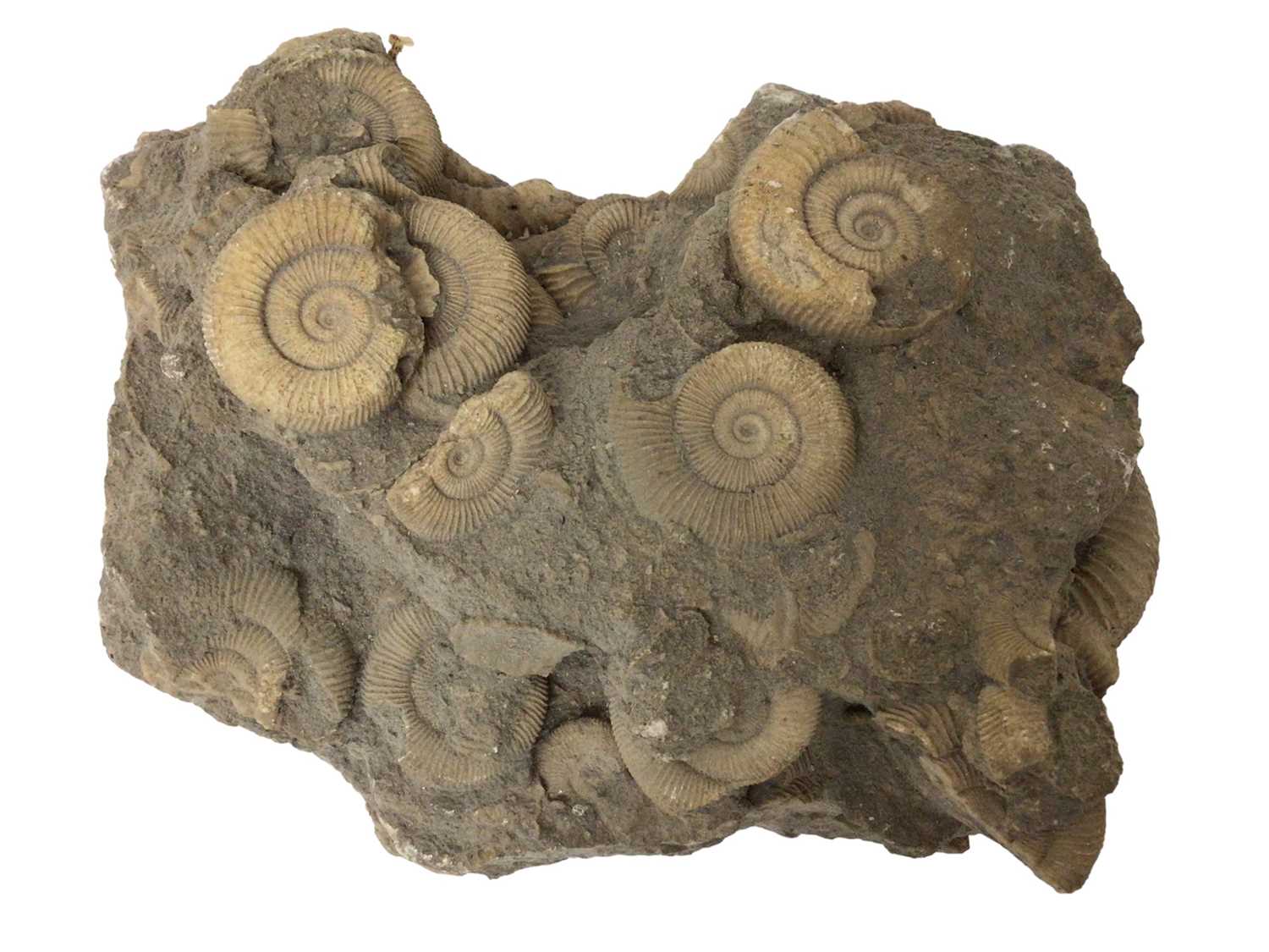 Three good ammonite cluster group - Image 6 of 7