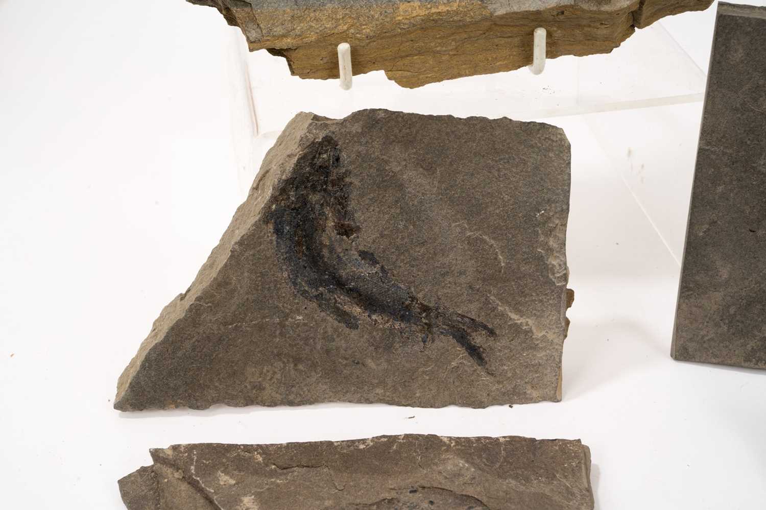 Good collection of fossil fish specimens in slate - Image 5 of 10