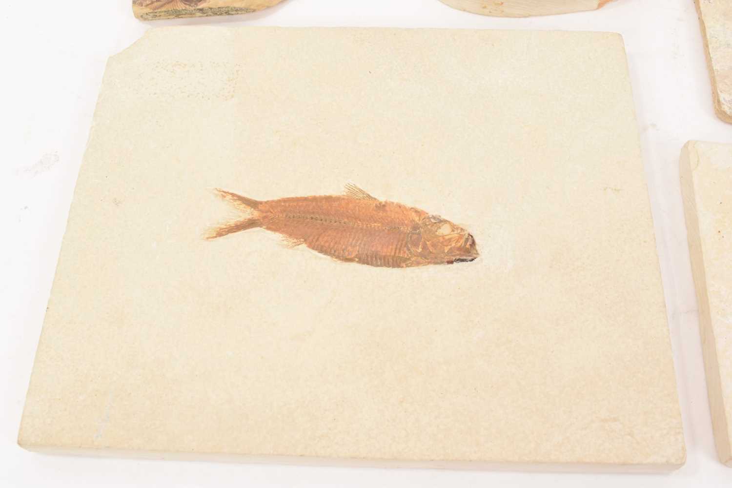 Specimen fossil fish - Image 6 of 8