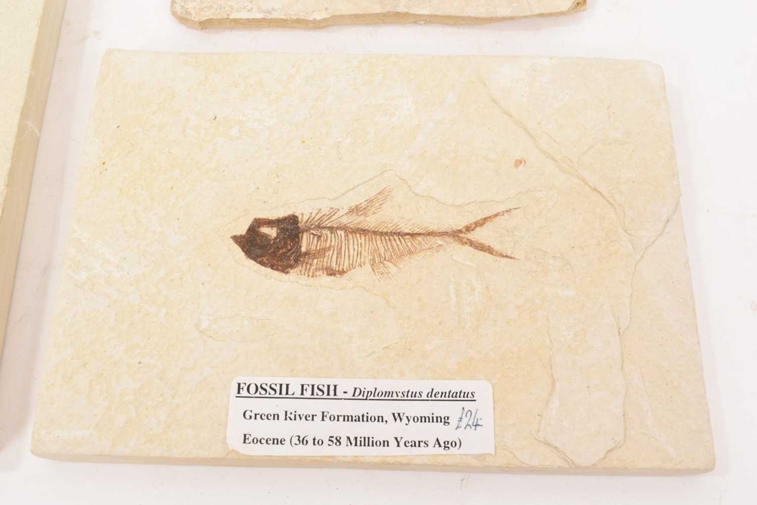 Specimen fossil fish - Image 7 of 8