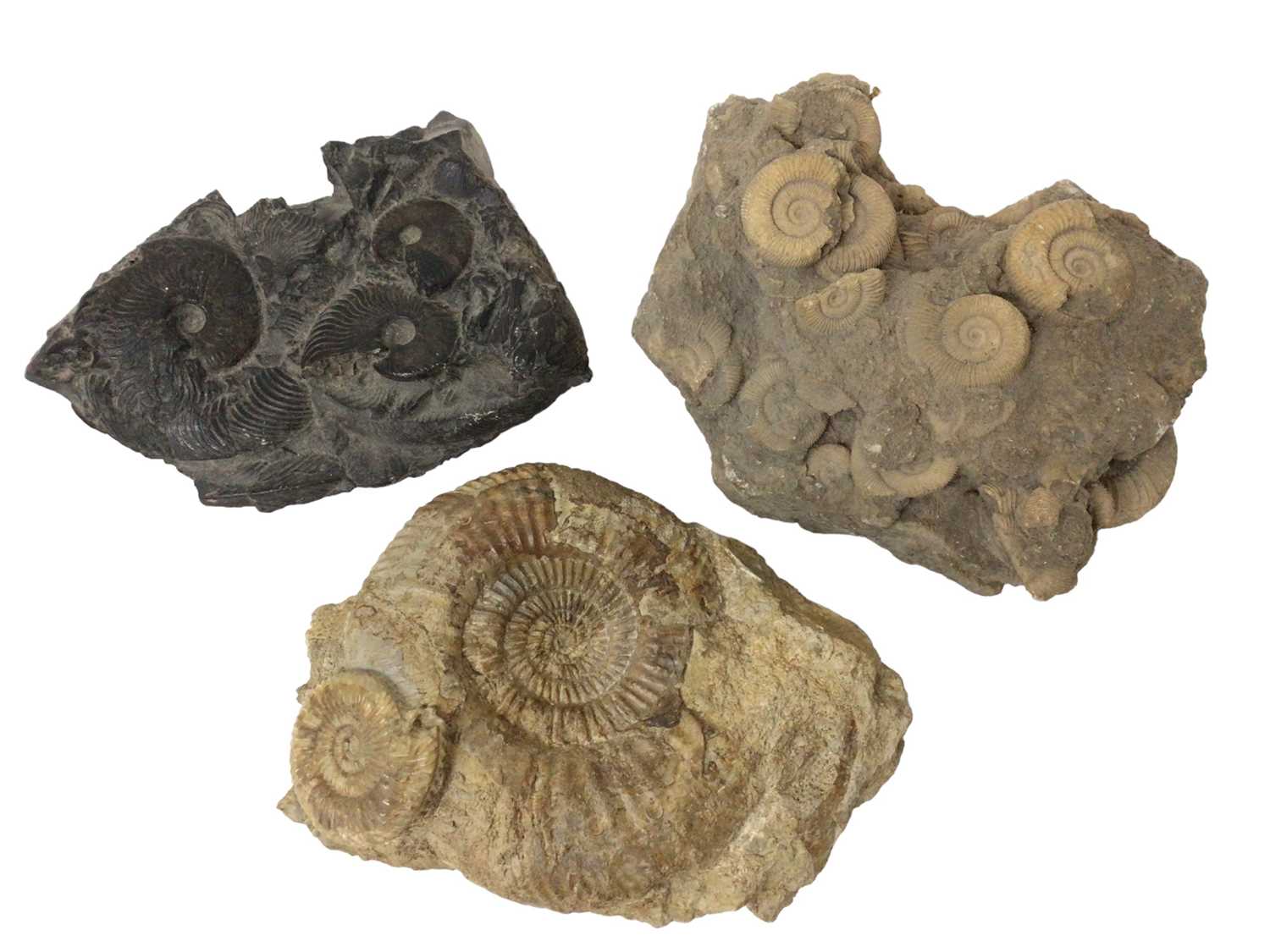 Three good ammonite cluster group